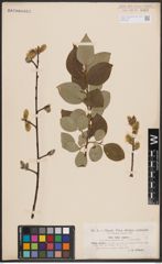 Foto von Salix caprea L.